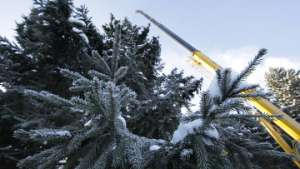 Милиция задержала в Приморье браконьера, который срубил 200 елок. Фото: РИА Новости