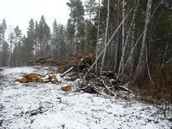 Незаконная рубка леса. Фото: http://doopt.ru