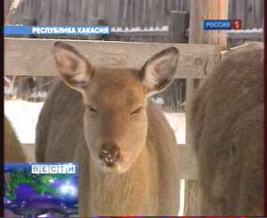 В Хакасии сохранили редкий вид животных – пятнистых оленей. Фото: Вести.Ru