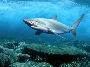 У побережья Австралии активизировались акулы. Фото: Вести.Ru