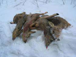 В Приморье отмечен массовый отстрел краснокнижных оленей. Фото: ДЕЙТА.РУ