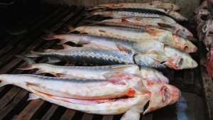 Почти 7 тонн рыбы осетровых пород изъято в Хабаровском крае. Фото: РИА Новости