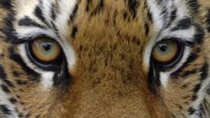 Директор шапито избежал уголовного дела за смерть 8 тигров и львицы. Фото: РИА Новости