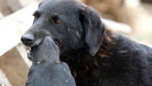 Частный приемник для собак в Татарстане. Фото: РИА Новости