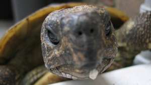 Морских черепах во Флориде спасают от морозов одеялами и грелками. Фото: РИА Новости
