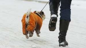 Собака в зимнем комбинезоне. Архив РИА Новости