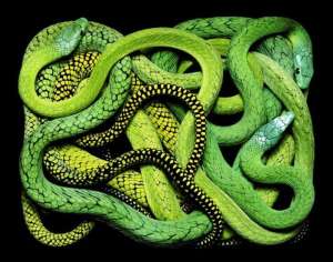 Змеиное искусство. Фото: http://animalpicture.ru