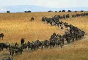 Миграции животных. Фото: http://oafrika.ru