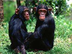 Лесные шимпанзе. Фото: http://newsme.com.ua