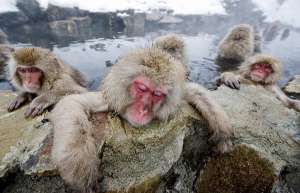 Снежные обезьяны в горячих источниках Адской долины. Фото: http://www.etoday.ru