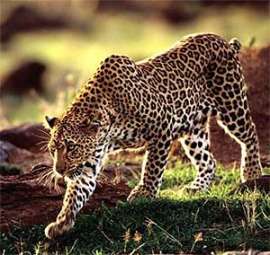 Леопард. Фото: http://www.outdoors.ru/