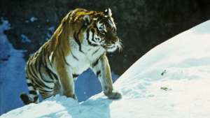 Амурский тигр. Фото: РИА Новости