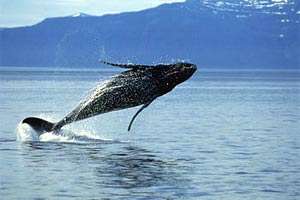 Зубастые киты. Фото: http://gazeta.ru