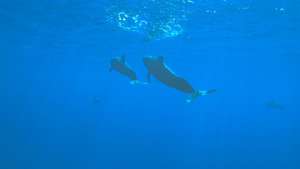 Рыболовство в Средиземном море угрожает популяции дельфинов. Фото: РИА Новости