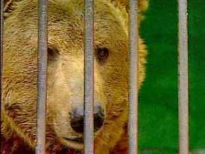 Зоопарк Северска опровергает сообщения об отстреле &quot;лишних&quot; бурых медведей. Кадр НТВ. 
