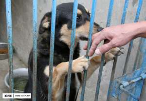 Краснодарские защитники животных подвели итоги первого месяца 2010 года. Фото: ЮГА.ру