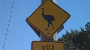Дорожный знак в Новой Зеландии - птица Моа. Фото: РИА Новости
