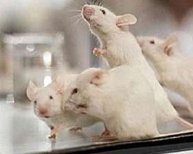 Лабораторные мыши. Фото: http://sci-lib.com
