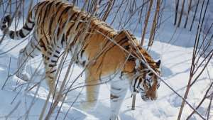 Амурский тигр в лесах Приморского края. Фото: РИА Новости