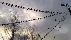 Ученые обнаружили у птиц &quot;компас&quot; в клюве. Фото: РИА Новости