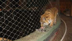Тигров из цирка на Цветном отправили на карантин после гастролей. Фото: РИА Новости