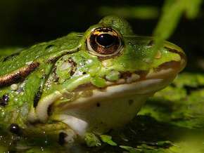 Ядовитая тростниковая жаба. Фото: http://k.com.ua/