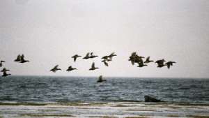 Перелетные тицы над морем. Фото: РИА Новости
