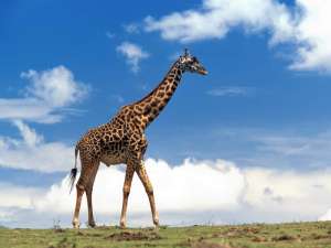 Жираф - самое высокое животное на Земле.