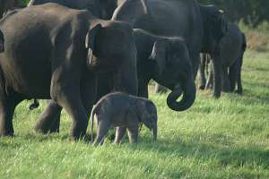 Слоны. Фото: http://krilov.net
