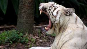 Белый тигр стал &quot;Зоомистером-2010&quot; в Екатеринбургском зоопарке. Фото: РИА Новости