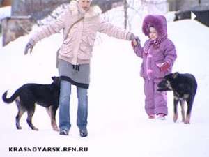 Красноярцев терроризируют бродячие собаки. Фото: Вести.Ru