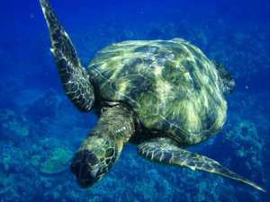 Гигантскую черепаху-долгожительницу спасли в Эмиратах. Фото: РИА Новости