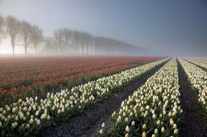 Голландия - страна тюльпанов...