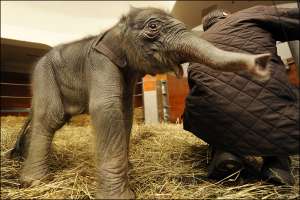 Новорожденный слоненок. Фото: http://fotoden.info