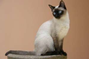 Сиамская кошка. Фото: http://ourcat.info
