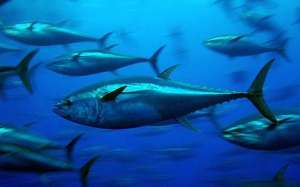 Голубой тунец. Фото: http://www.oceanology.ru