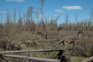 Поваленный лес. Фото: http://www.rosleshoz.gov.ru