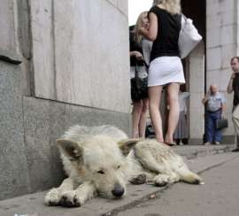 Бездомные собаки. Фото: svobodanews.ru