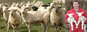 Справа: гордый овцевод-изобретатель и &quot;фермер года-2007&quot; в Британии Питер Барбер (Peter Barber) c подрастающими ягнятами Exlana (фото BNPS).