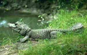 Кубинский крокодил. Фото: http://wwf.usue.ru/