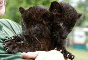 Котята черной пантеры. Фото: http://uaportal.com/