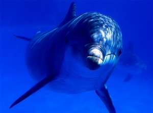 Дельфин. Фото: http://www.yuga.ru