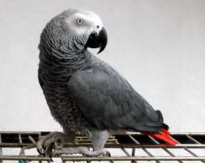 Африканский серый попугай. Фото: http://www.goldensites.ru
