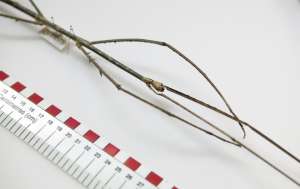 Палочник Phobaeticus chani — насекомое, признанное самым длинным из имеющихся в природе. Его длина достигает полуметра. Он был подарен Музею Естествознания в Лондоне. Фото: http://www.wired.com