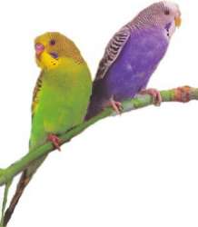 Волнистые попугаи. Фото: http://parrots.ru