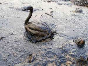Птица, пострадавшая от разлива нефти. Фото: http://transienttravels.wordpress.com
