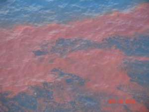 Говоря о разливе нефти в Мексиканском заливе, эколог отметил, что пока невозможно оценить ущерб, нанесенный экологии, &quot;однако уже сейчас можно сказать, что это катастрофа регионального масштаба&quot;. Фото: http://www.incidentnews.gov