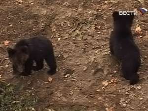 На Сахалине спасли двух трехмесячных медвежат. Фото: Вести.Ru