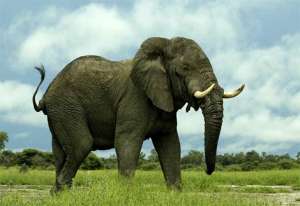 Слон. Фото: http://www.arktimes.com/