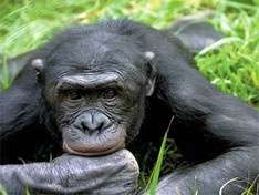 Бонобо. Фото: rusrep.ru